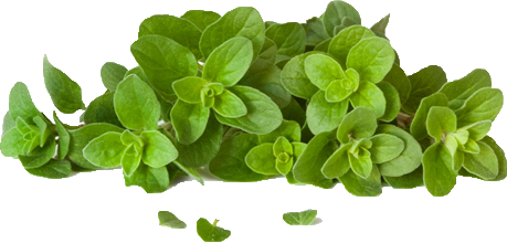 Oregano